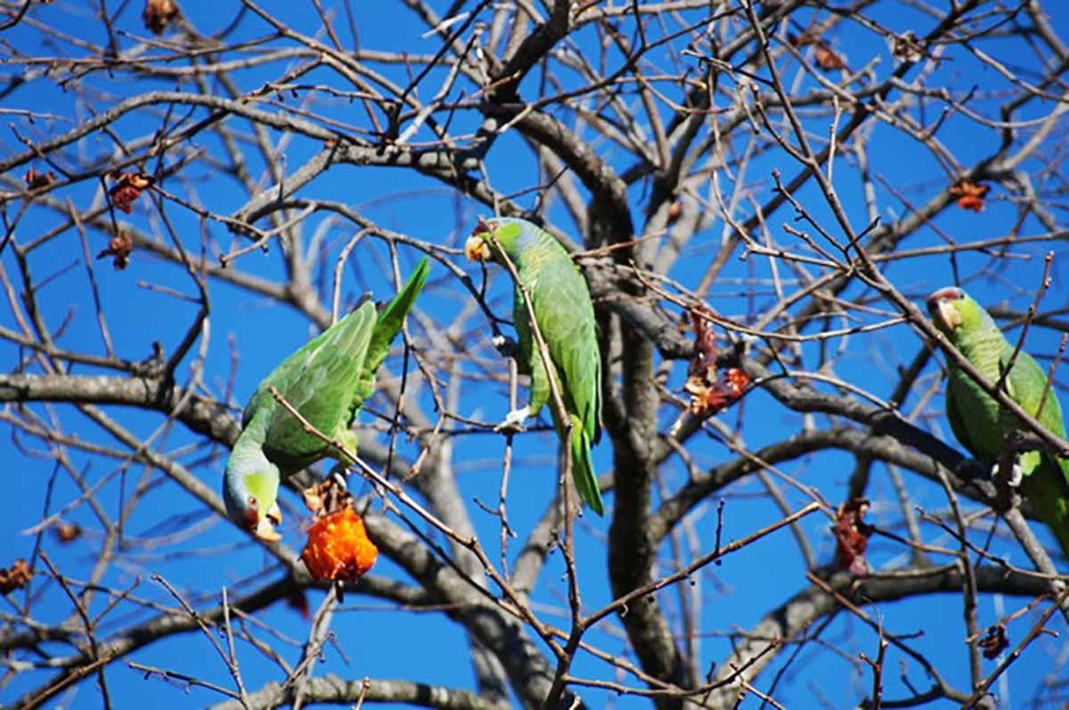 Three in a Persimmon Tree